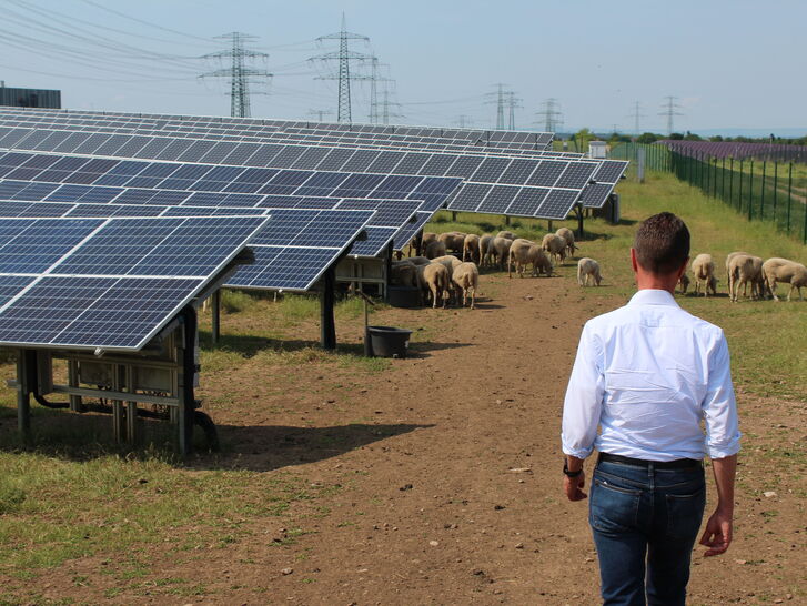 Feld mit Photovoltaikanlage und Schafen